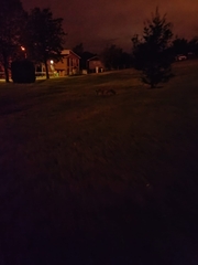 Vulpes vulpes silacea