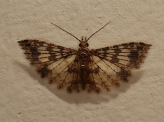 Alucita phricodes