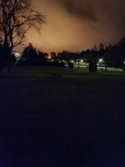 Vulpes vulpes silacea