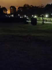 Vulpes vulpes silacea