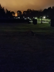 Vulpes vulpes silacea