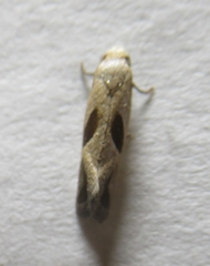 Eugnosta bimaculana