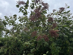 Heliocarpus terebinthinaceus