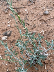 Baileya multiradiata
