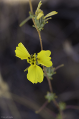 Calycadenia truncata