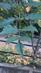 Koelreuteria paniculata