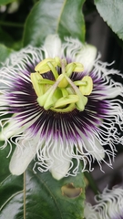 Passiflora edulis flavicarpa