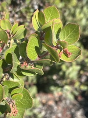 Arctostaphylos sensitiva