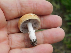 Stropharia coronilla
