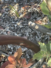 Arctostaphylos sensitiva