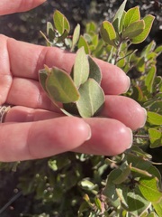 Arctostaphylos sensitiva