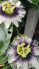 Passiflora edulis flavicarpa