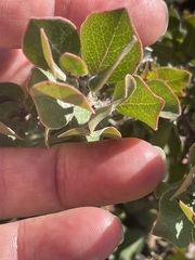 Arctostaphylos sensitiva