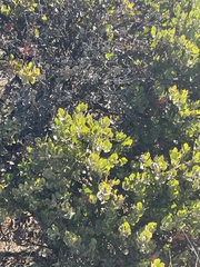 Arctostaphylos sensitiva