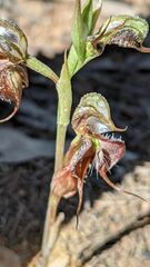 Pterostylis boormanii
