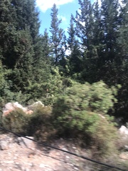 Cupressus sempervirens