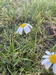 Tripleurospermum maritimum