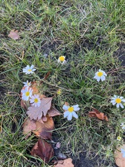 Tripleurospermum maritimum