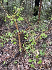 Erythrina vespertilio