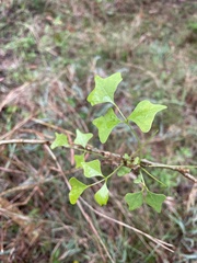 Erythrina vespertilio