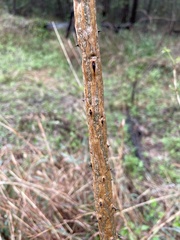 Erythrina vespertilio