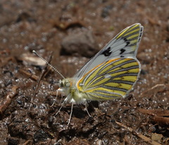 Tatochila mercedis macrodice