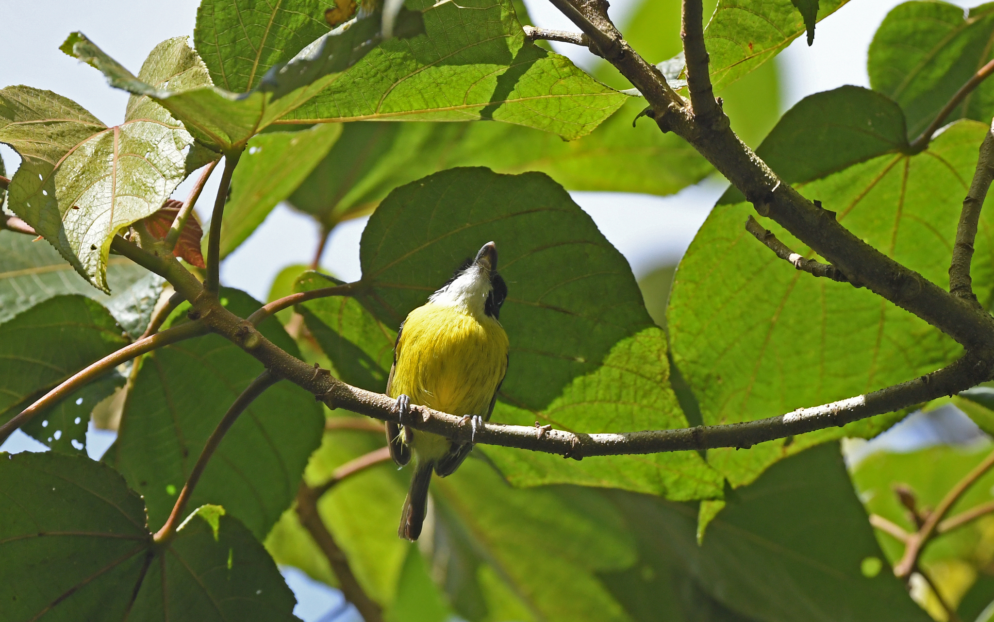 Black-headed Tody-Flycatcher illustration