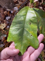 Quercus marilandica