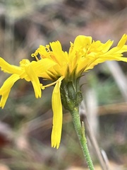 Hieracium umbellatum