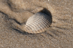 Cerastoderma edule