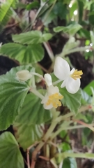 Begonia hirtella