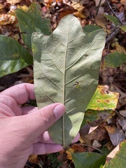 Quercus marilandica