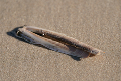 Ensis