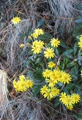 Robinsonecio gerberifolius