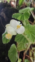 Begonia hirtella