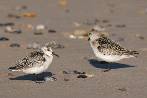 Correlimos tridáctilo (Calidris alba)