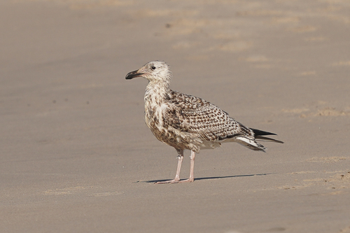 Gavión atlántico (Larus marinus)