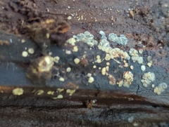 Phialocephala oblonga