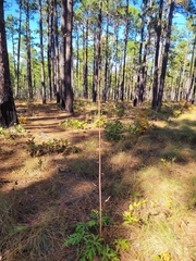 Nabalus serpentarius