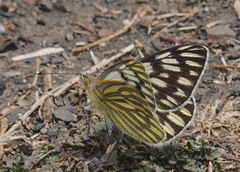 Tatochila mercedis macrodice