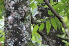 Colaptes auricularis