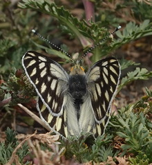 Tatochila mercedis macrodice