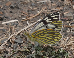 Tatochila mercedis macrodice