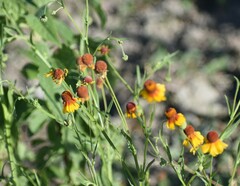 Helenium microcephalum