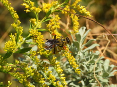 Sphex flavovestitus