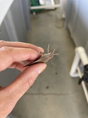 Schistocerca damnifica