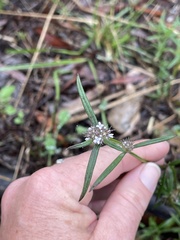 Spermacoce multicaulis