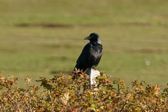 Corvus cornix × corone