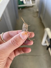 Schistocerca damnifica