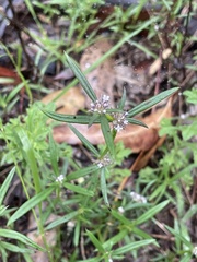 Spermacoce multicaulis